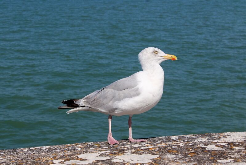 European Herring Gull