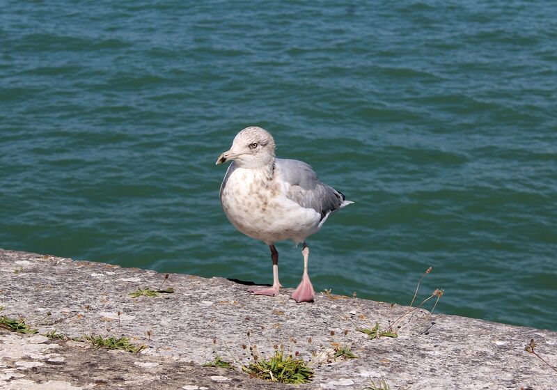 European Herring Gull