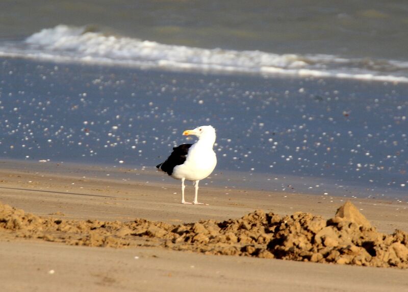 Lesser Black-backed Gull