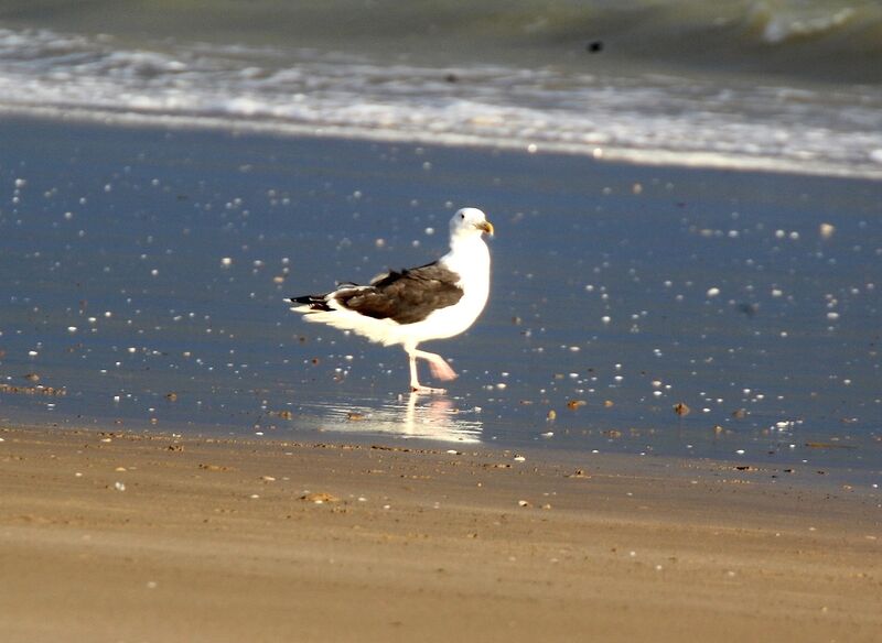 Lesser Black-backed Gull