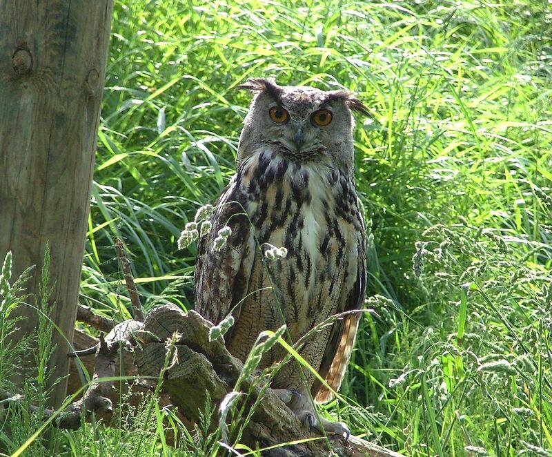 Eurasian Eagle-Owl