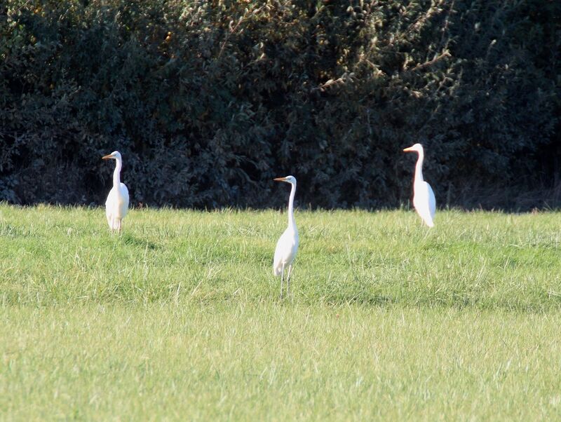 Great Egret