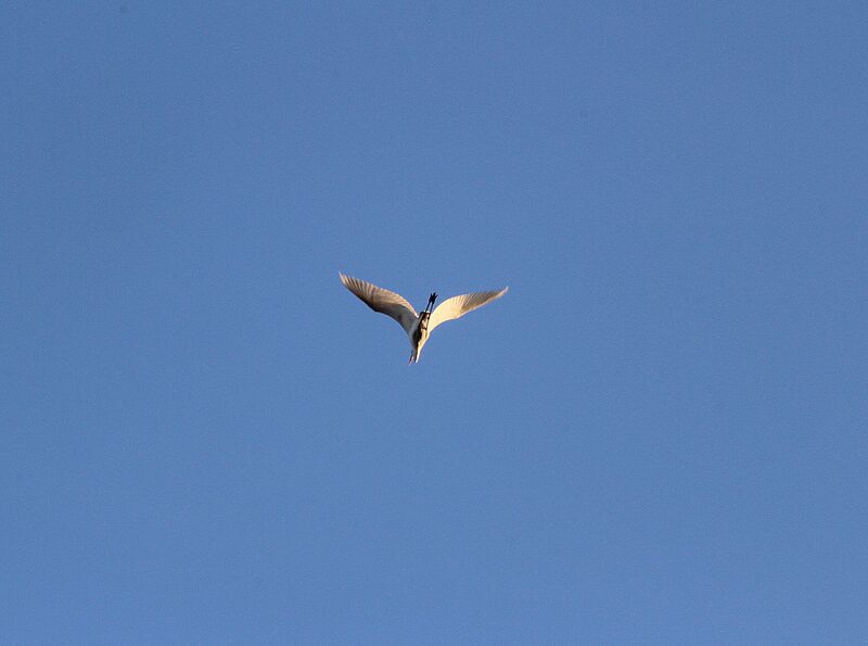 Grande Aigrette