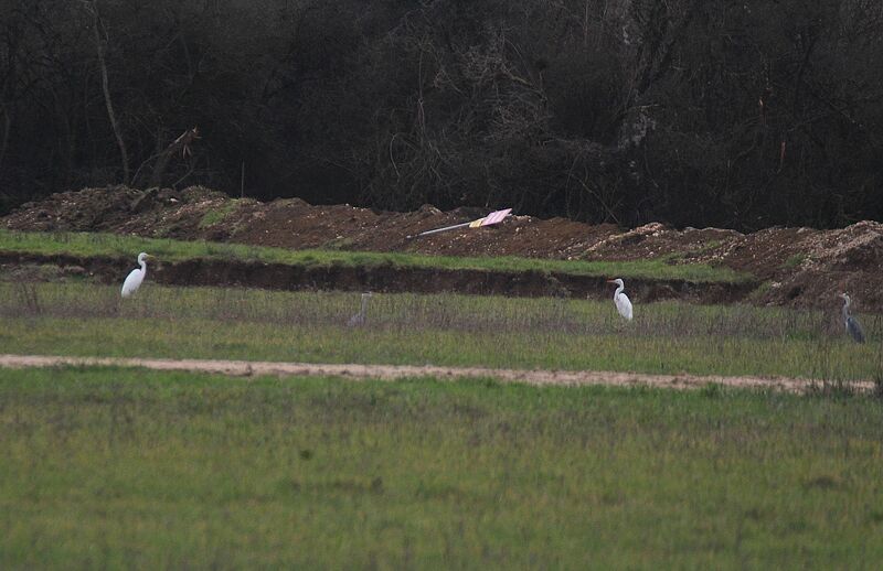 Grande Aigrette