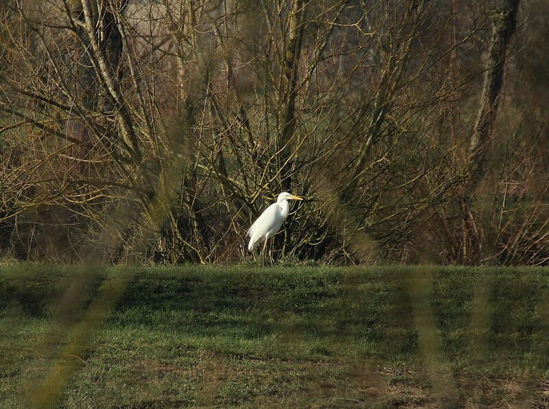 Grande Aigrette