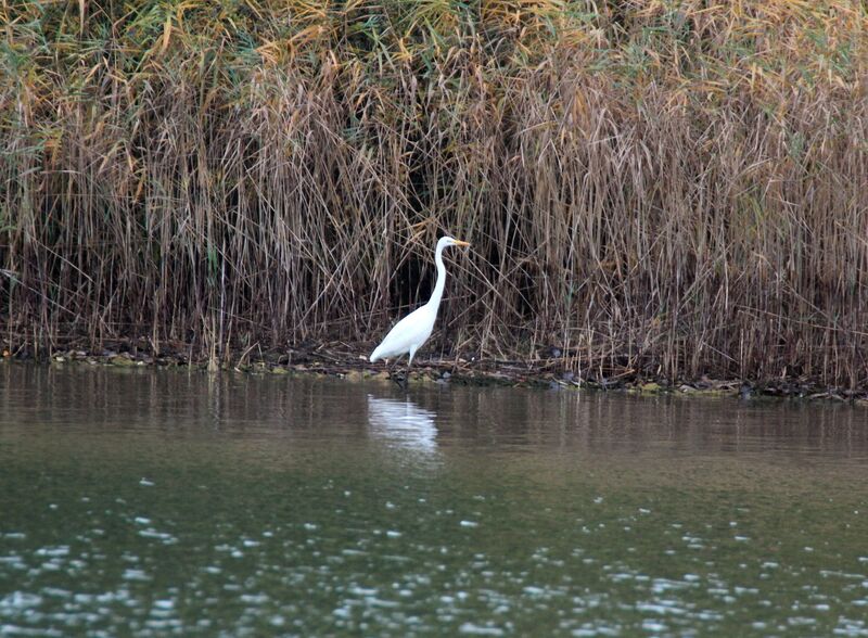 Great Egret