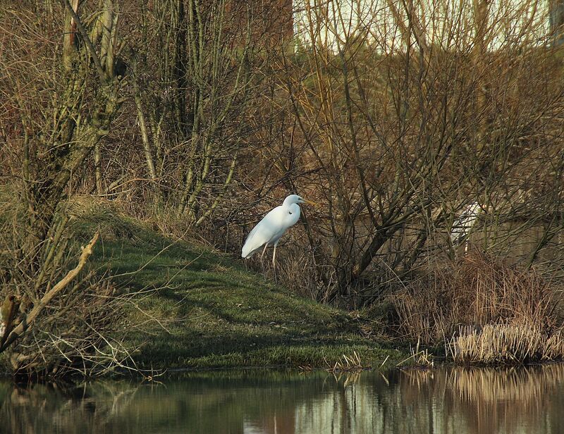 Grande Aigrette