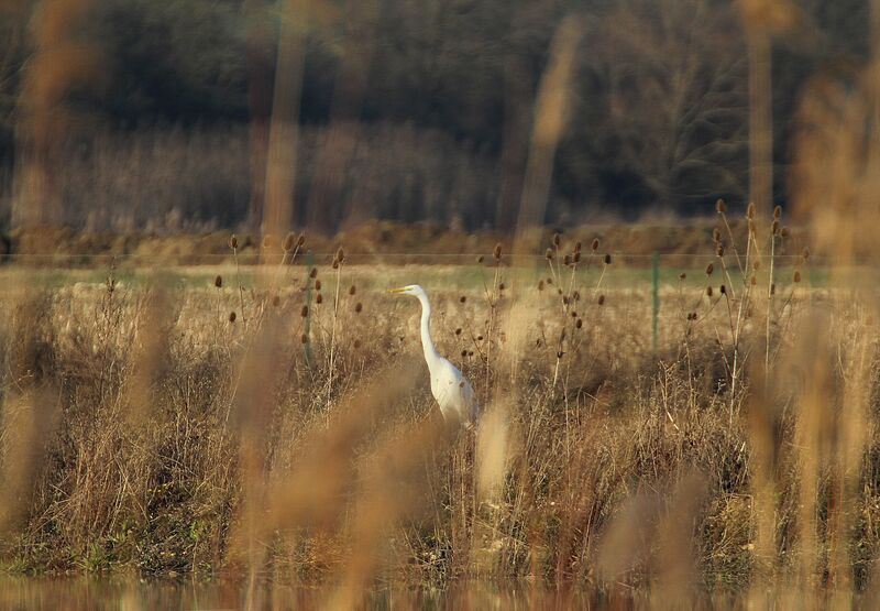 Great Egret