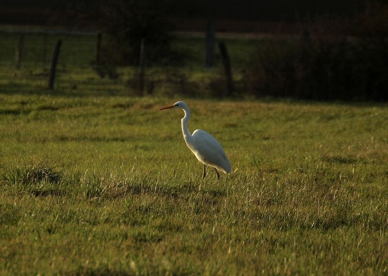 Great Egret