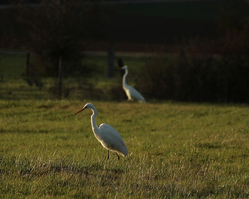 Great Egret