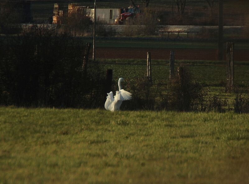 Grande Aigrette