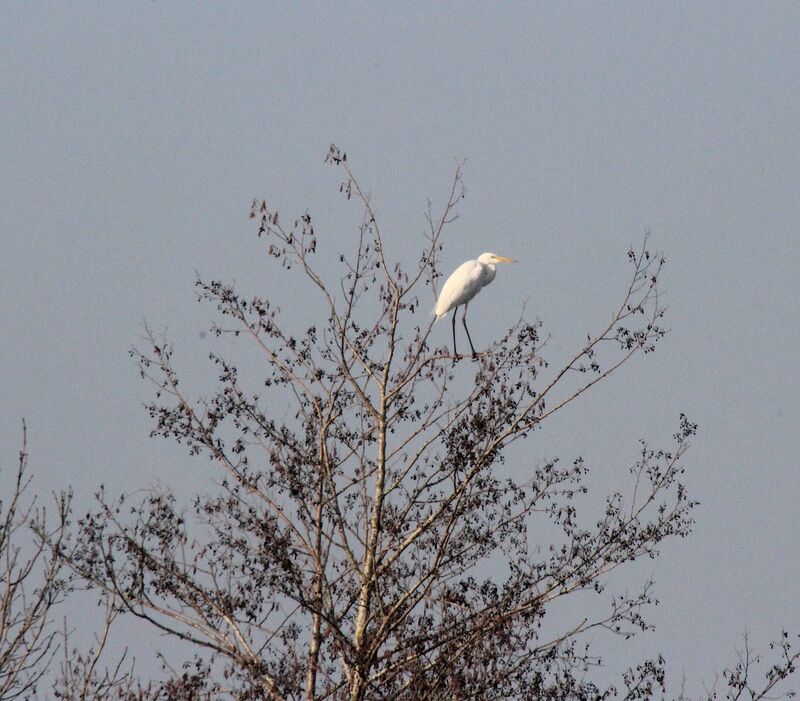 Grande Aigrette