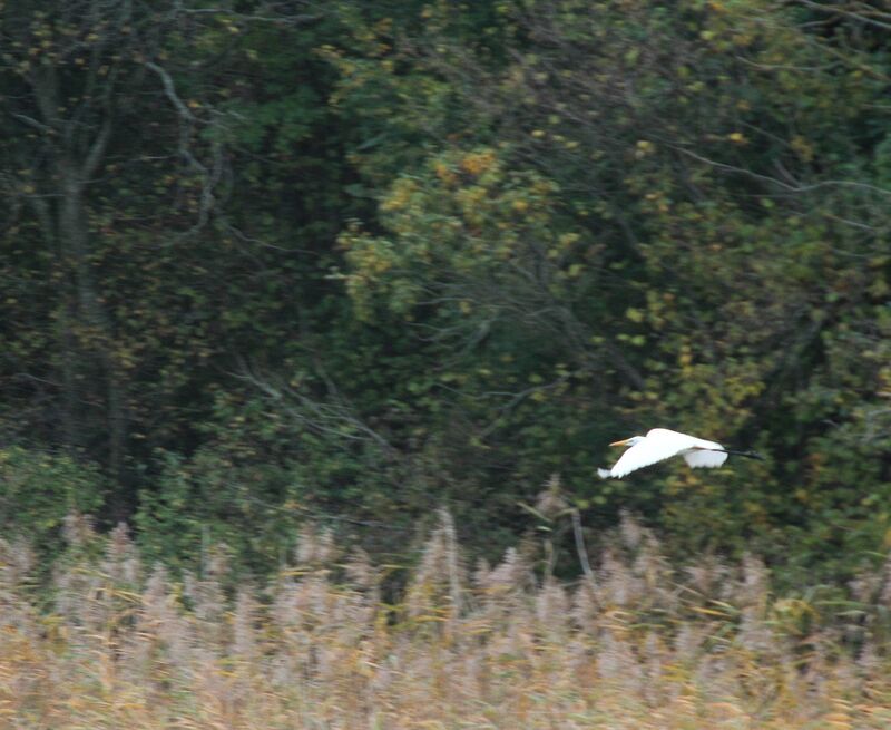 Grande Aigrette