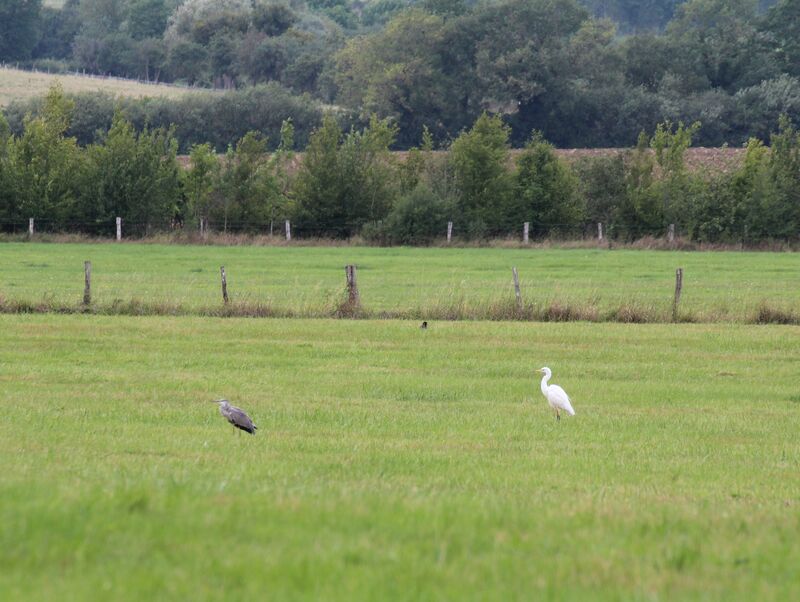 Grande Aigrette