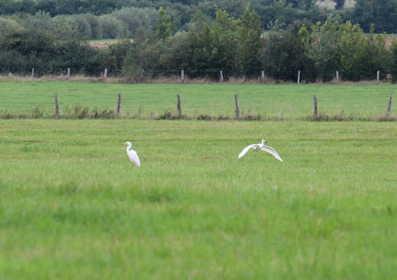 Great Egret