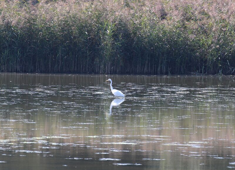 Great Egret