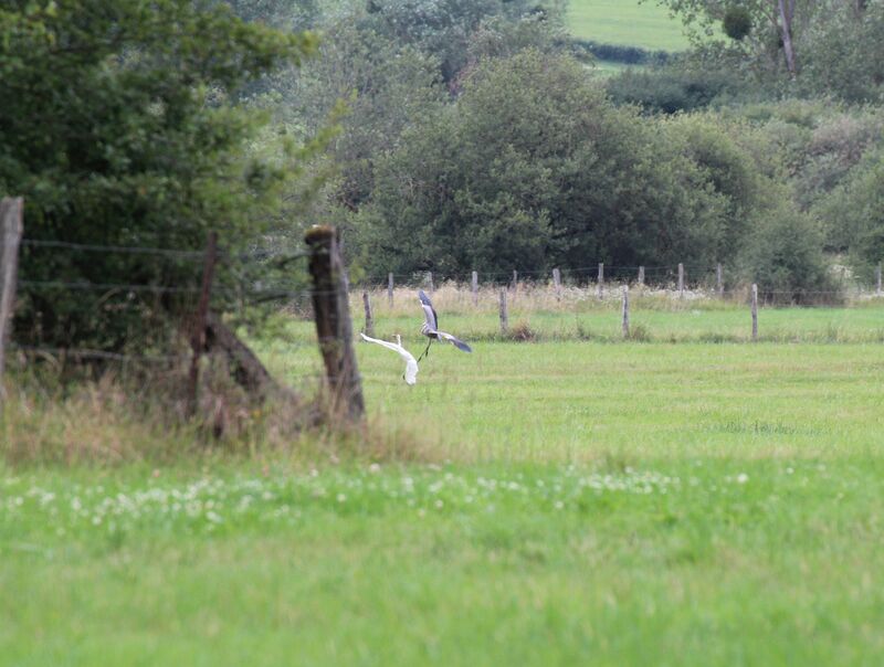 Grande Aigrette