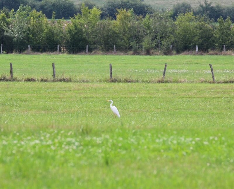 Great Egret