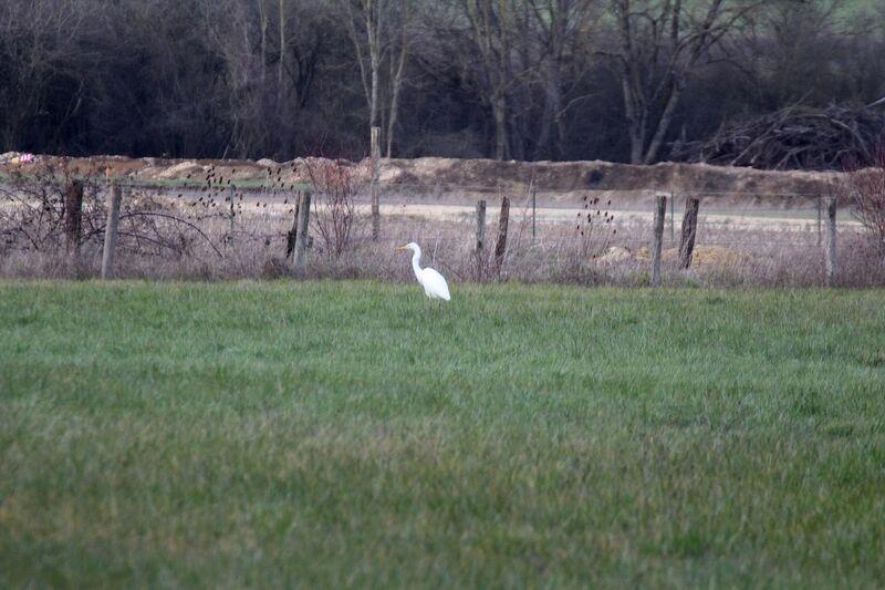 Grande Aigrette