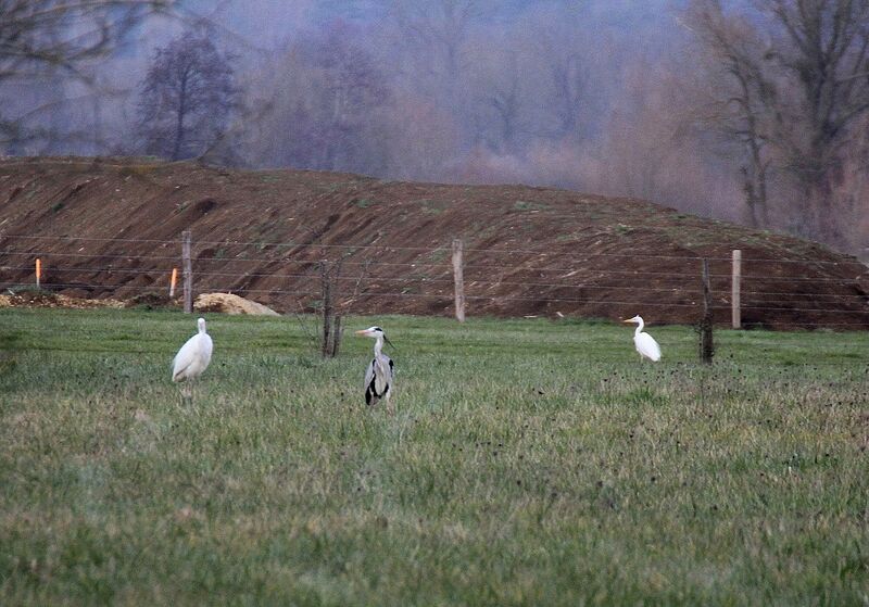 Grande Aigrette