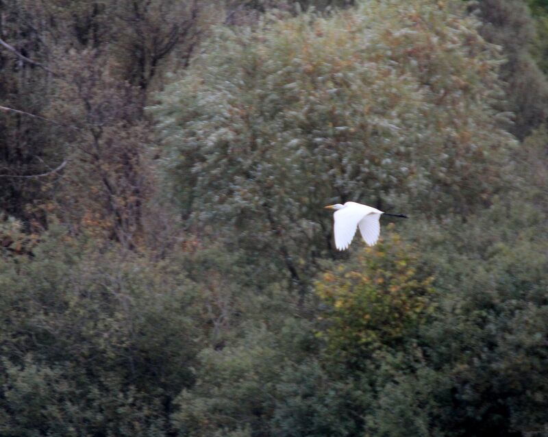 Grande Aigrette