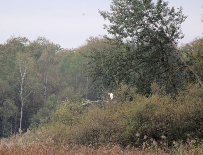 Grande Aigrette