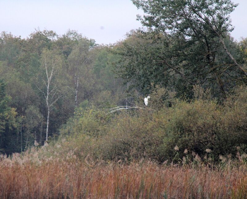 Great Egret