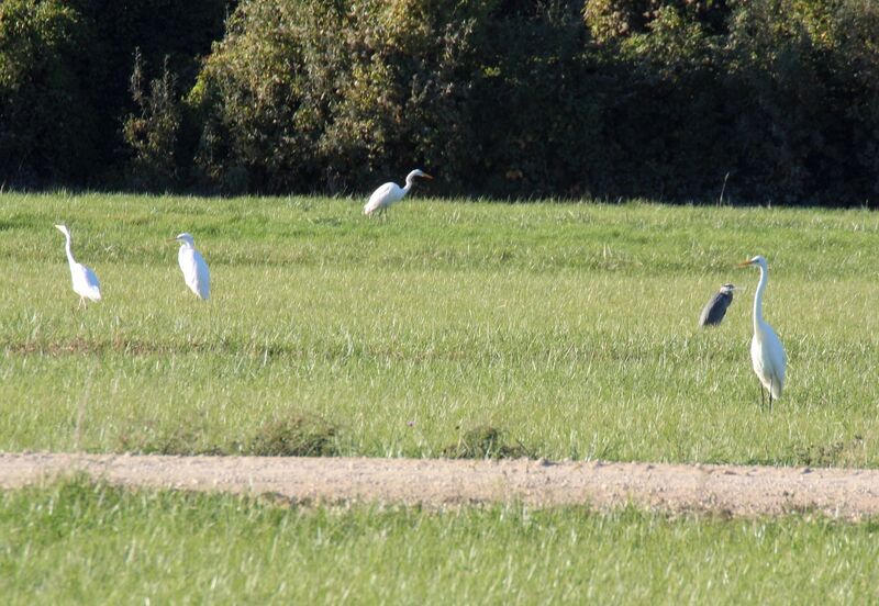 Grande Aigrette