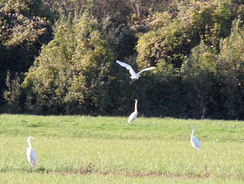 Great Egret