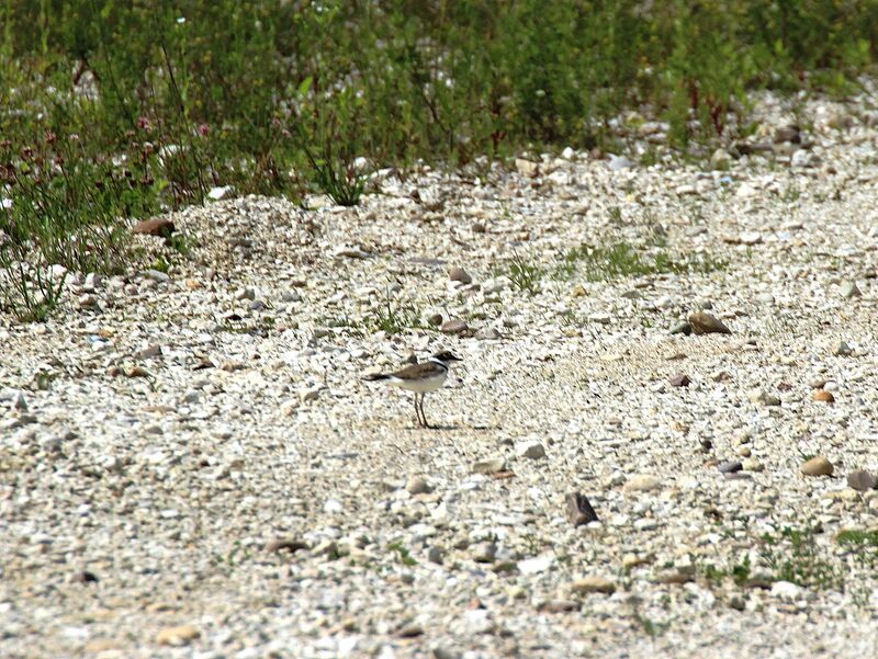 Gravelot à collier interrompu