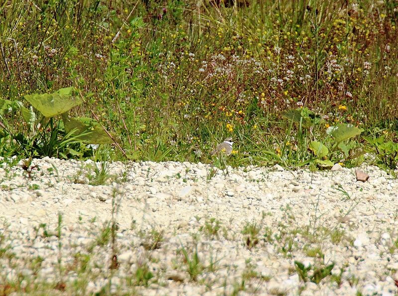 Gravelot à collier interrompu