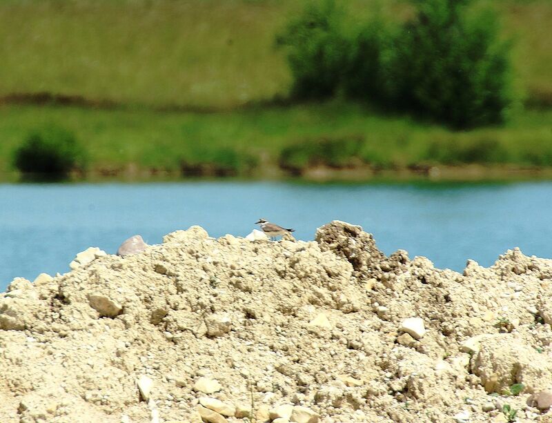 Kentish Plover