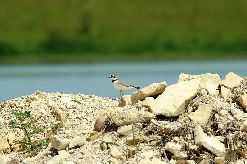 Kentish Plover