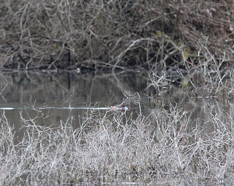 Little Grebe