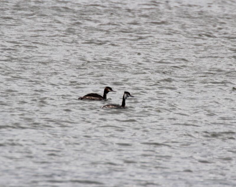 Great Crested Grebe