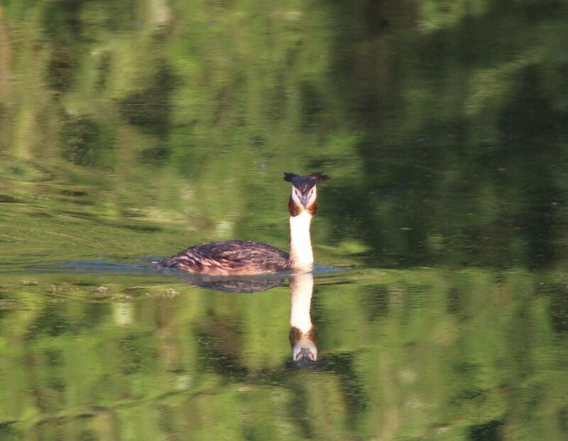 Great Crested Grebe