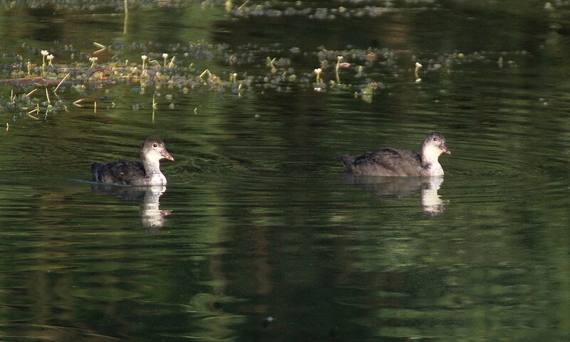 Great Crested Grebe