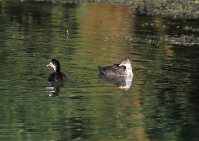 Great Crested Grebe