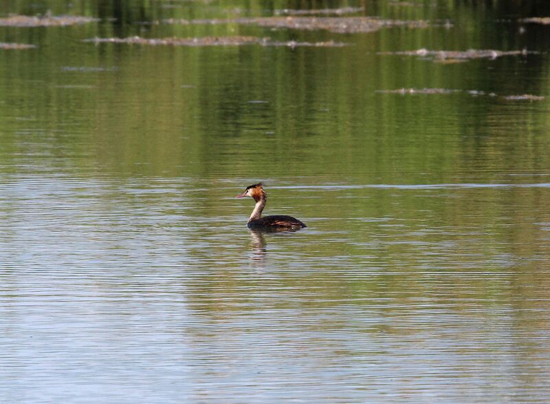 Great Crested Grebe