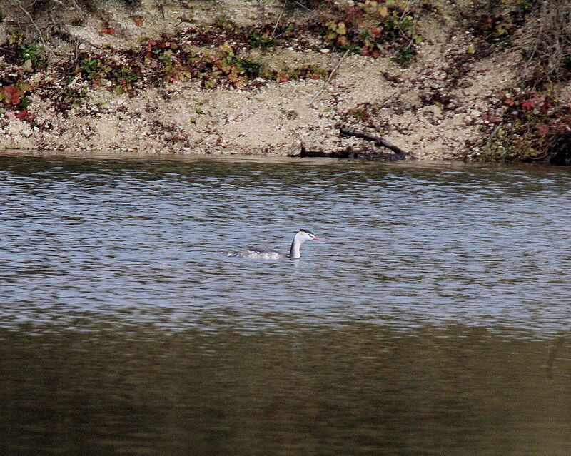 Great Crested Grebe