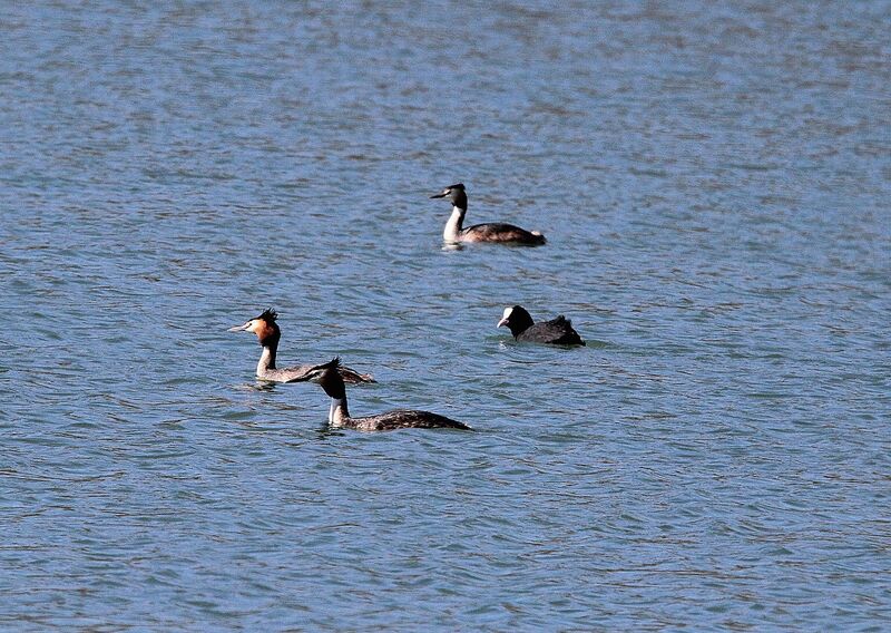 Great Crested Grebe