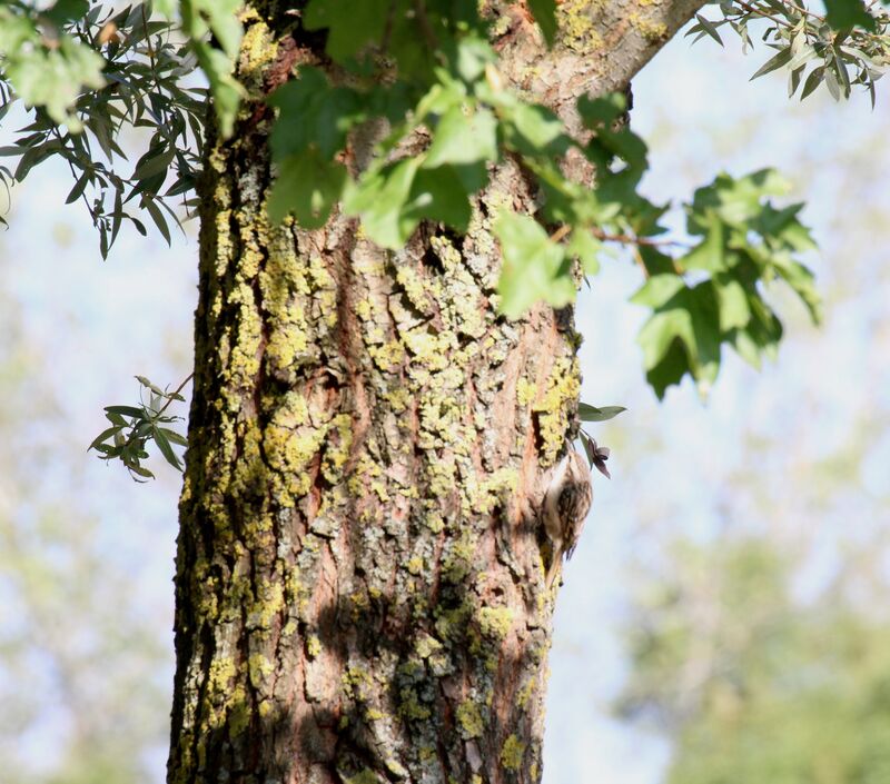 Grimpereau des bois