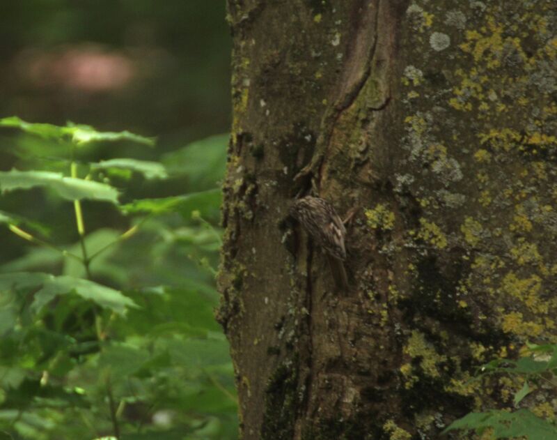 Grimpereau des bois