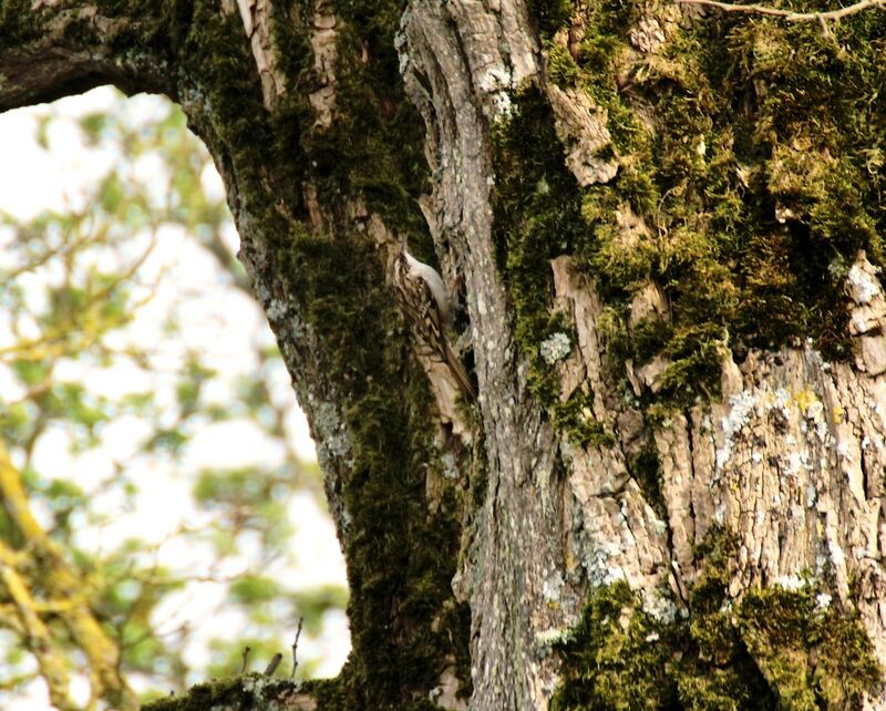 Eurasian Treecreeper