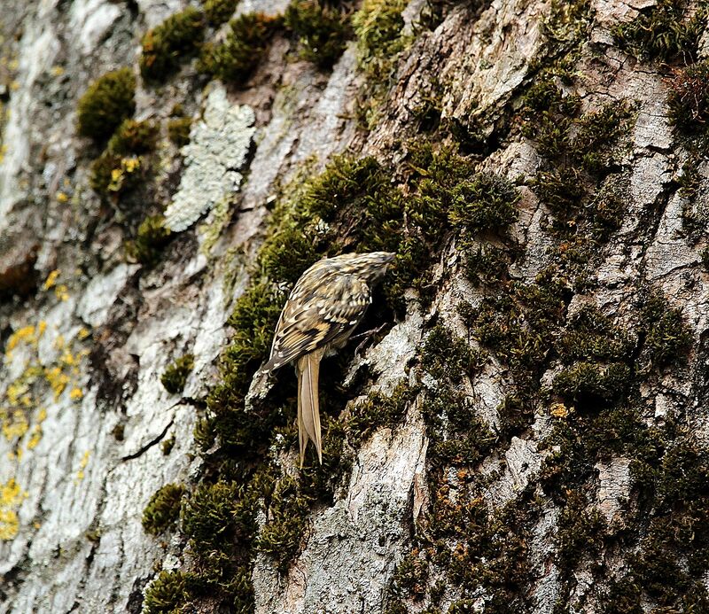 Grimpereau des bois