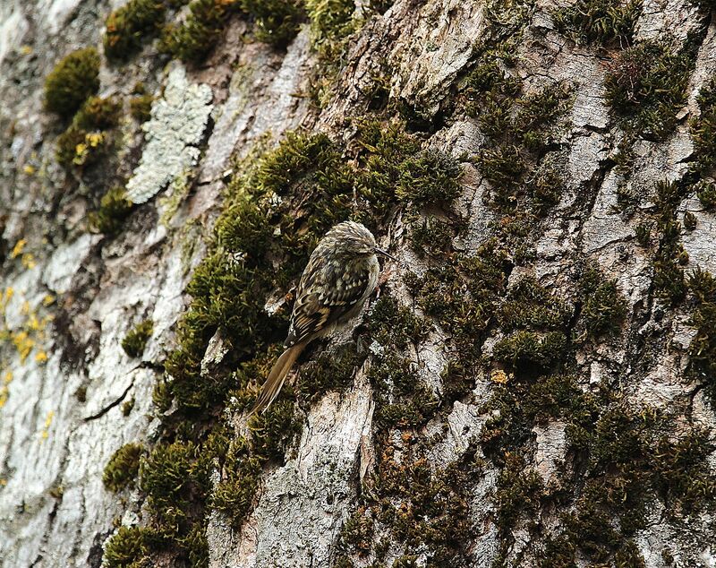 Grimpereau des bois