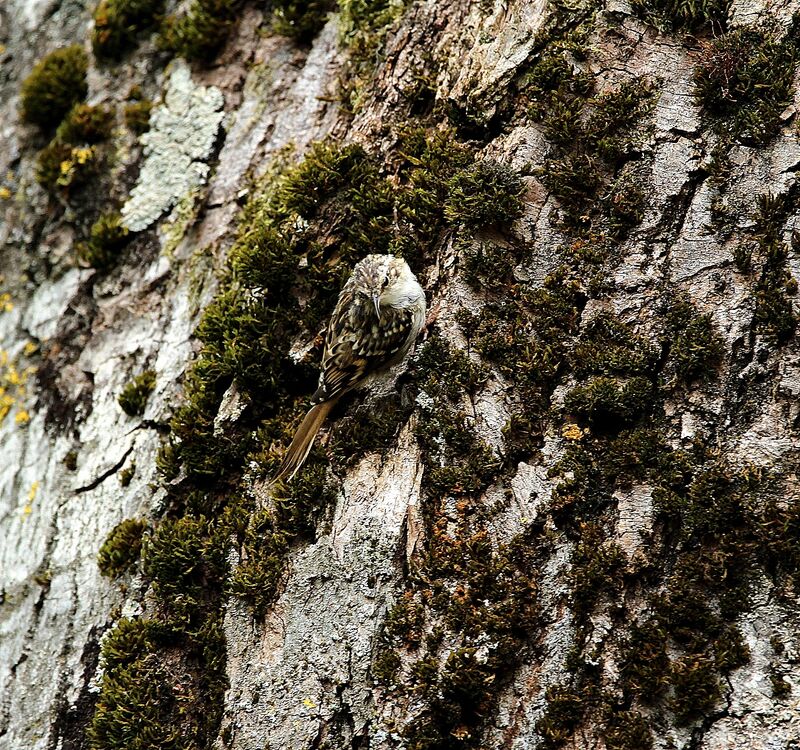 Eurasian Treecreeper