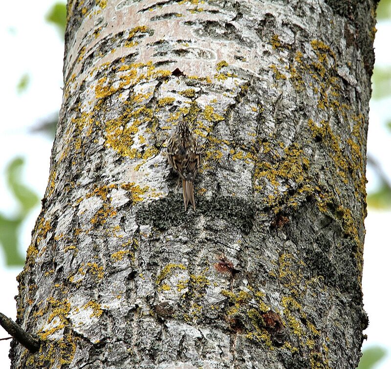 Eurasian Treecreeper