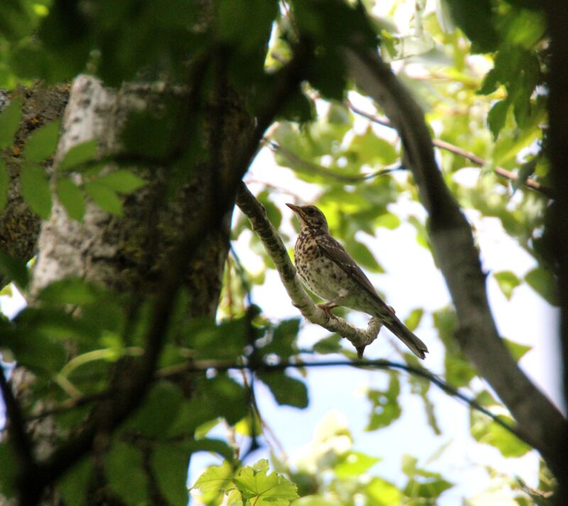 Mistle Thrush