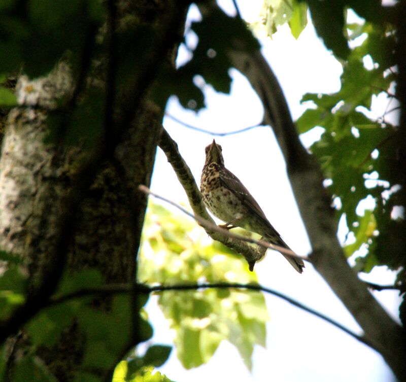 Mistle Thrush